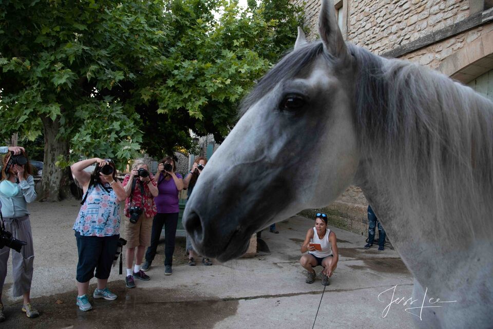 Horse People print