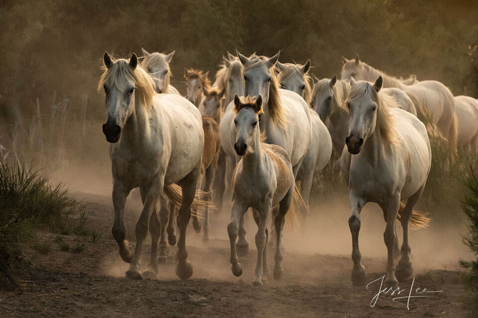 Horses of Camargue, Provence France 13 print