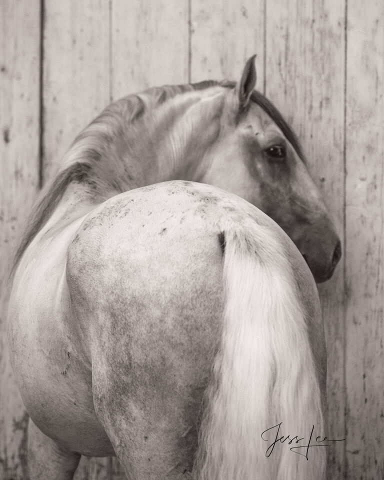 Horses of Camargue, Provence France 7 or does it look too big? print