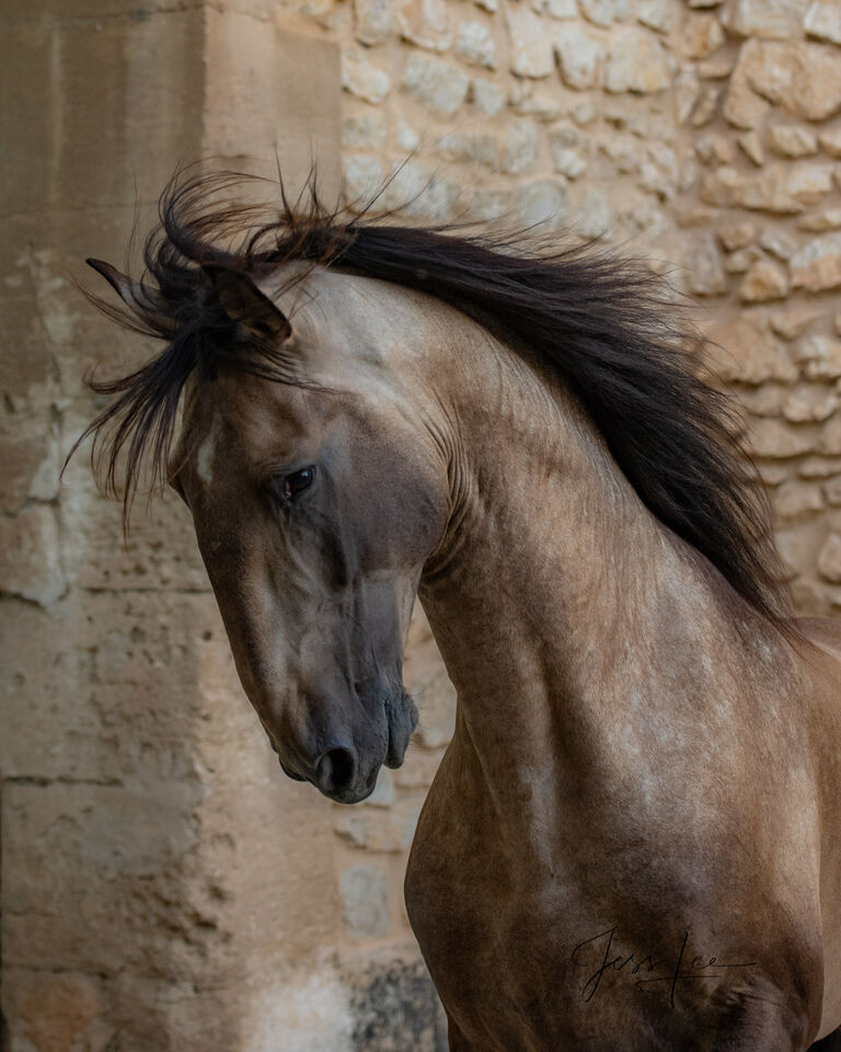 Horses of Camargue, Provence France 6 print