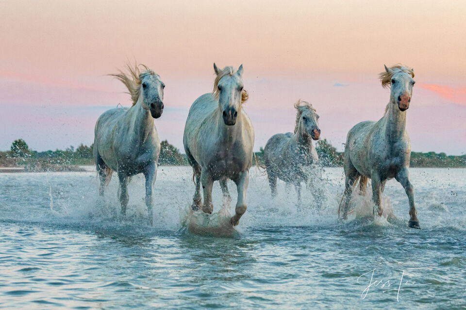 Horses of Camargue, Provence France 12 print