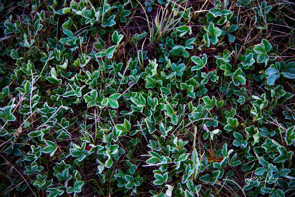 Frosted print