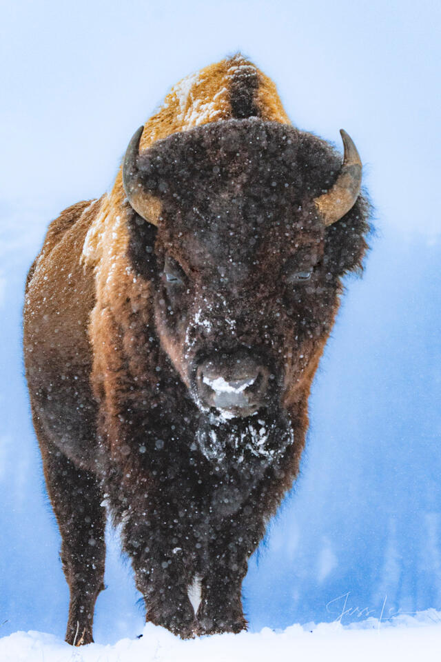 Winter Chill Bison print