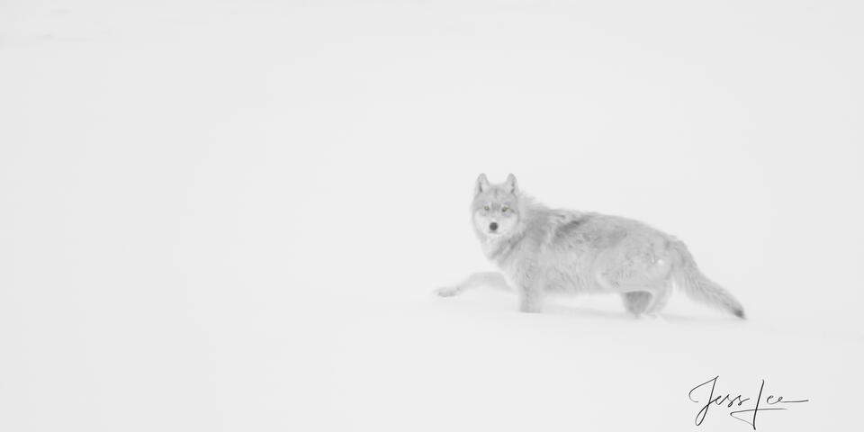 Fine Art Limited Edition Print of a Yellowstone Wolf in Snow. The Gray Ghost Yellowstone Wolf