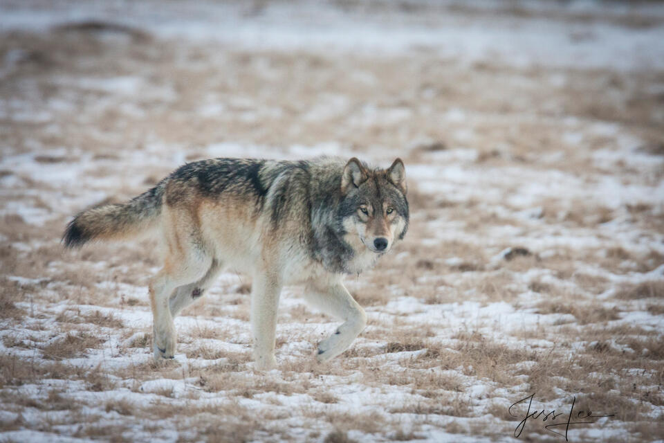 Wary Yellowstone Wolf in Snow print