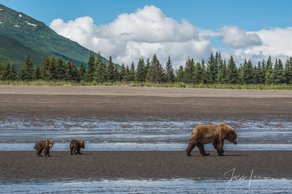 Grizzly Bear Cubs Photo 305 print