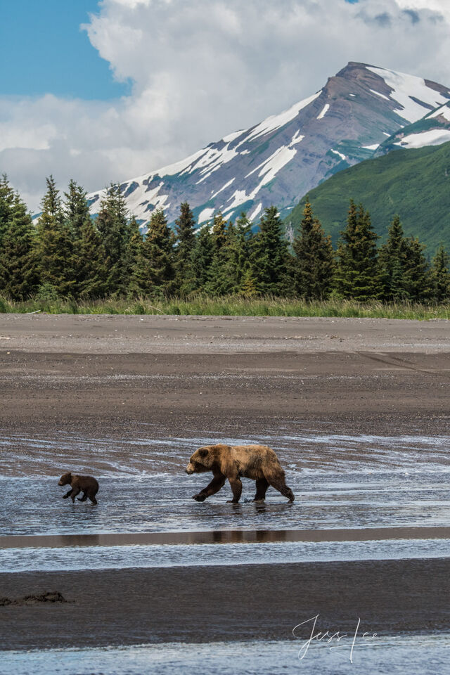 Grizzly Bear Photo print