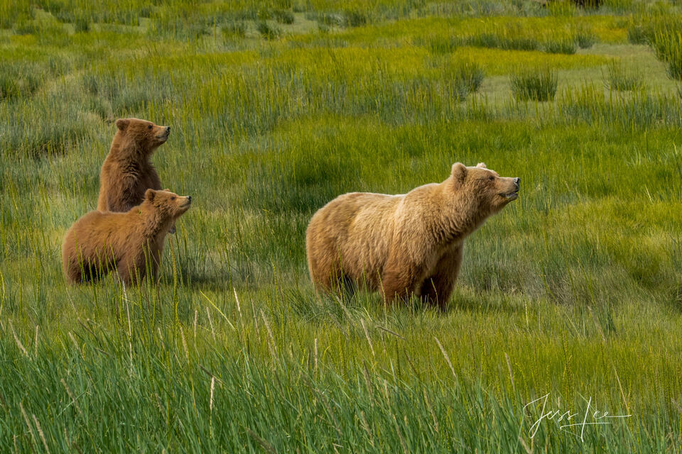 Grizzly Bear Family Photo 302 print
