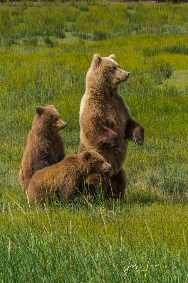 Grizzly Bears standing Photo 300 print
