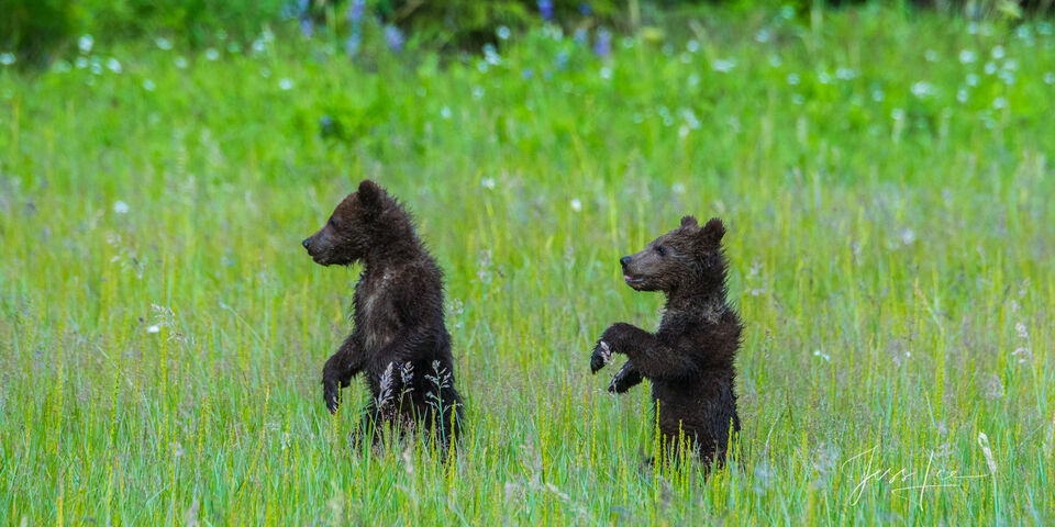 Grizzly Bear cubs standing Photo 299 print