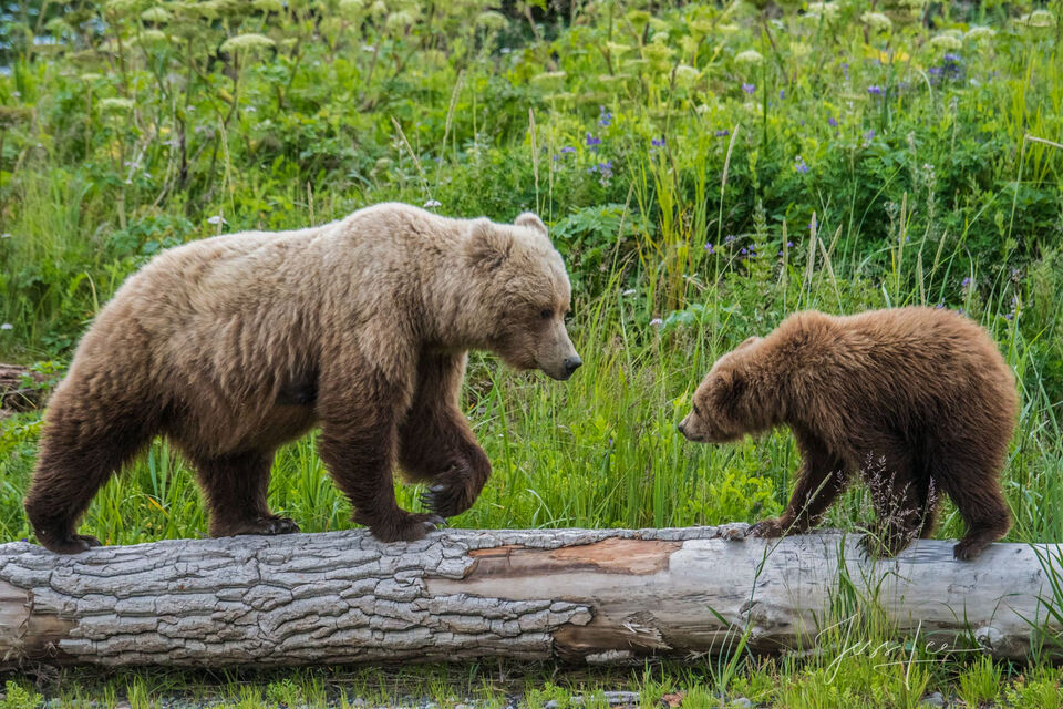 Grizzly Bear Mom and Cub Photo 297 print