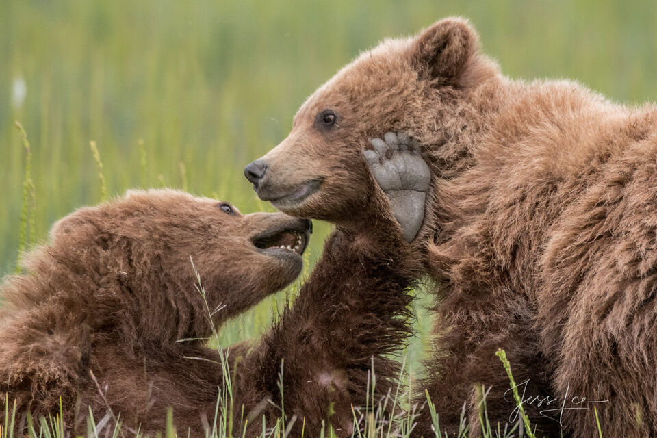 Grizzly Bear Cubs Playing Photo 293 print