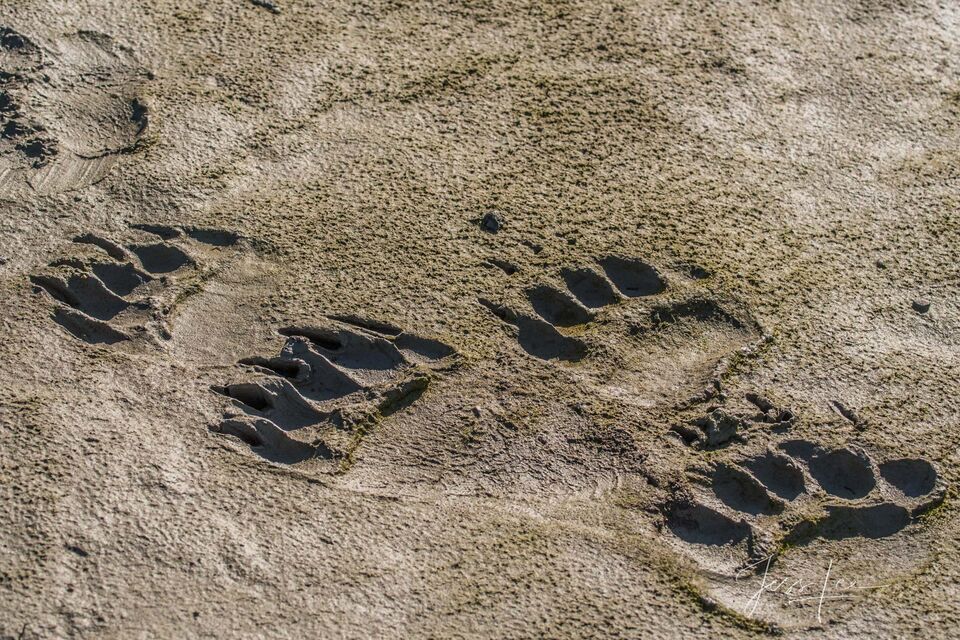 Grizzly Bear Tracks Photo 287 print