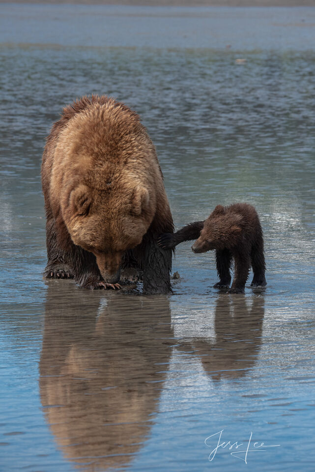 Grizzly Bear and cub Photo 283 print