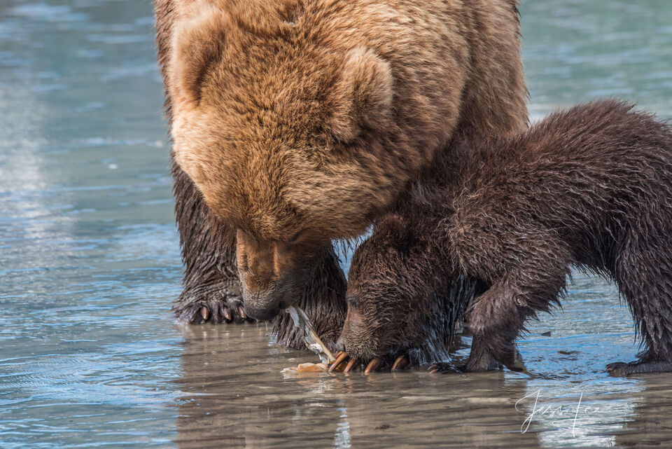 Grizzly Bearand Cub eating claims Photo 281 print