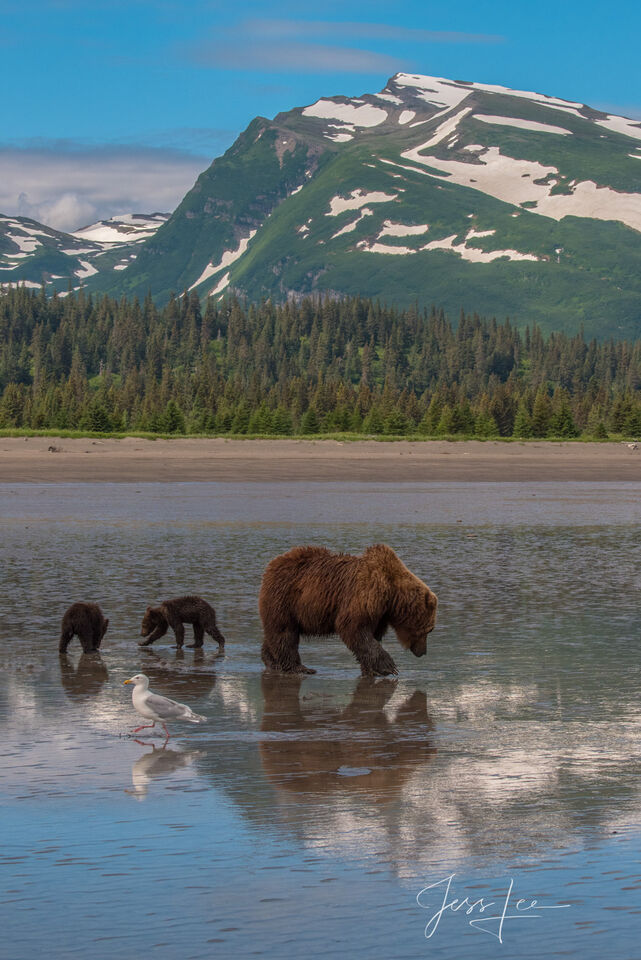 Grizzly Family Adventure  print
