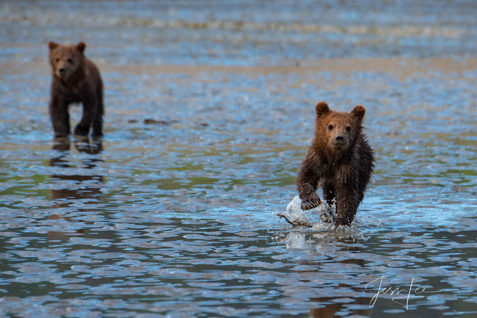 Grizzly Bear Cubs Charging Photo print