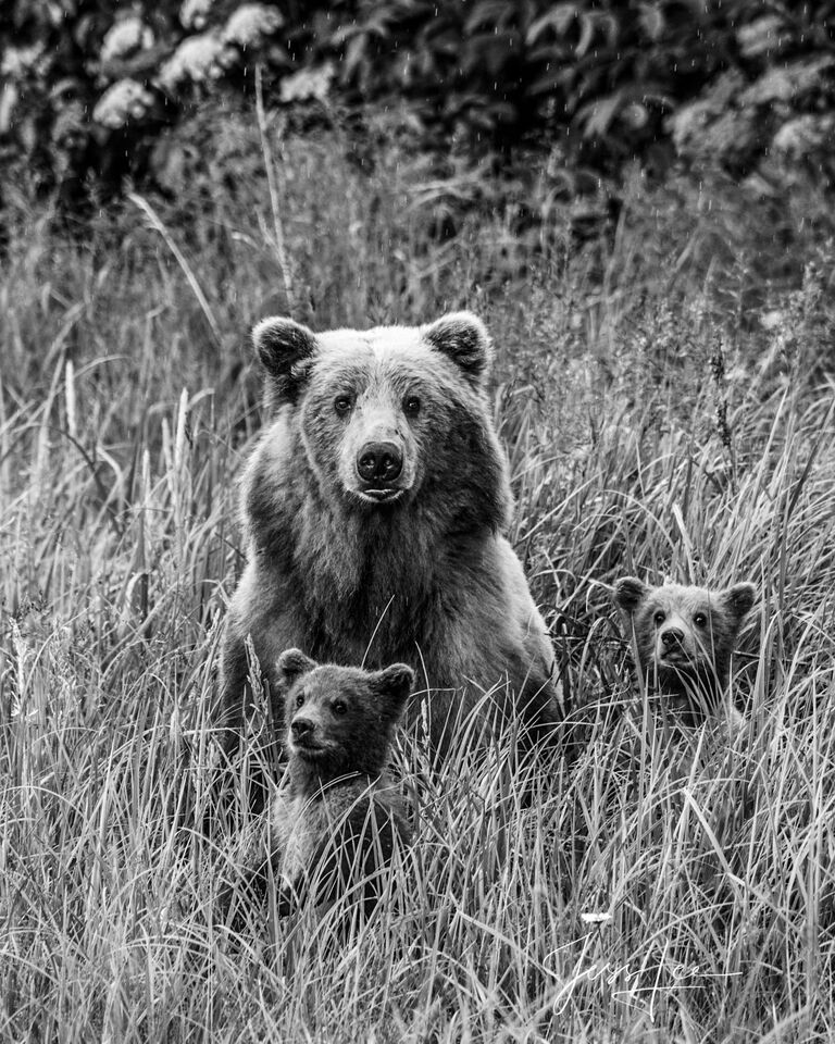 Grizzly Bear with cubs Photo print