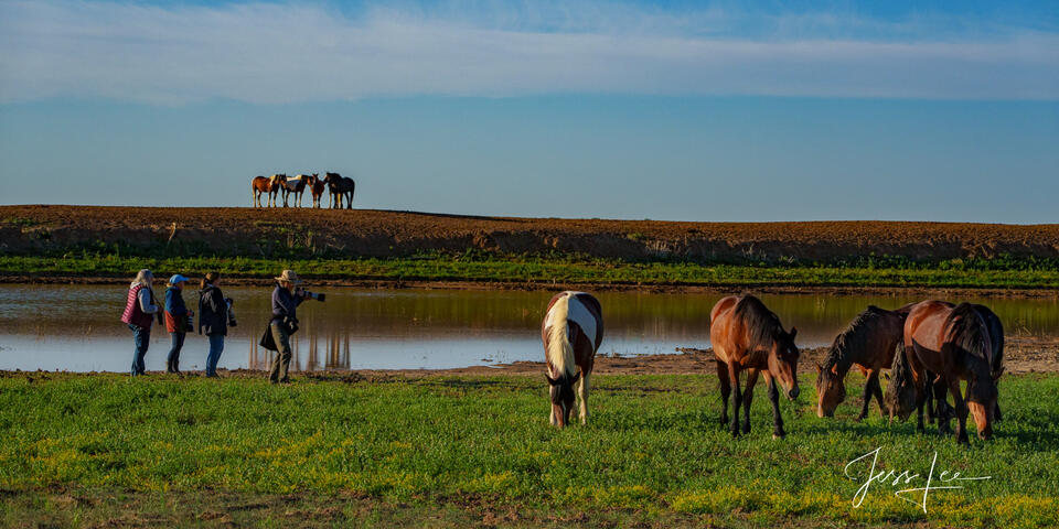 Herds print