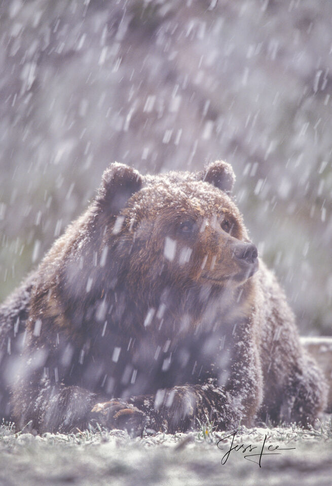 The Awakening : Male Yellowsstone Grizzly print