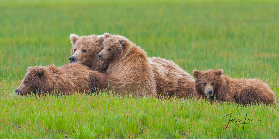 Homeland Security | Mother Grizzly and cubs print