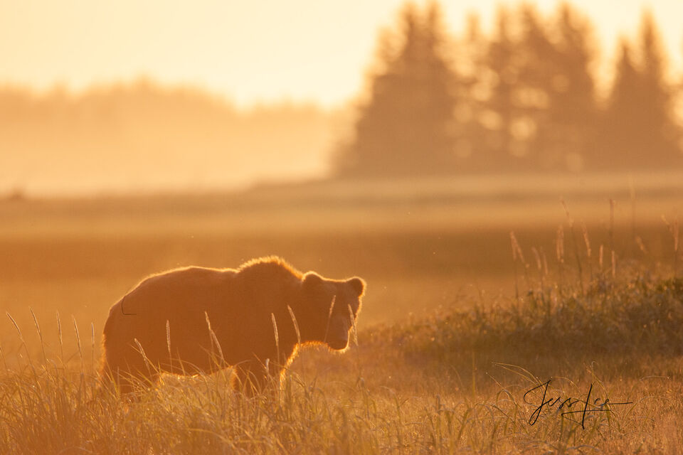 Sunrise Grizzly print