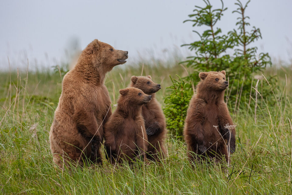 Alert Grizzly Family standing print