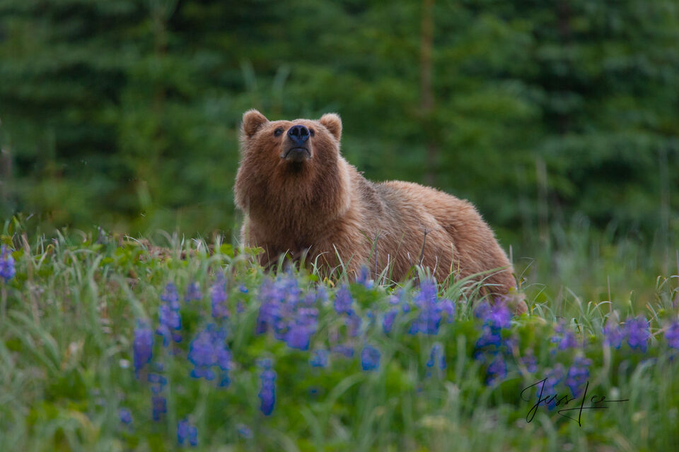 Summer in the wind Grizzly print