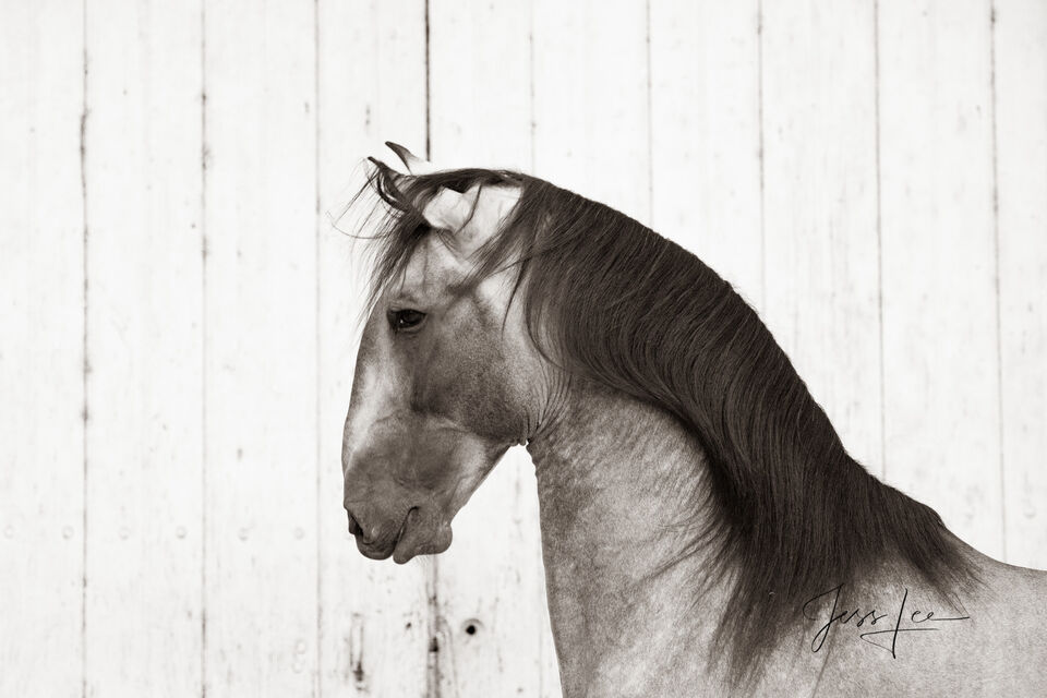 Horses of Camargue, Provence France 5 print