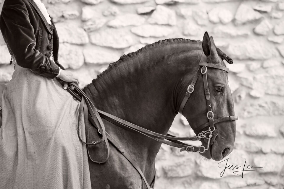 Horses of Camargue, Provence France 10 print