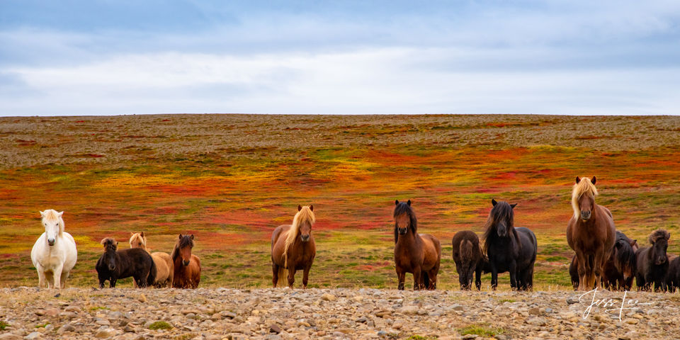 Iceland Ponies print