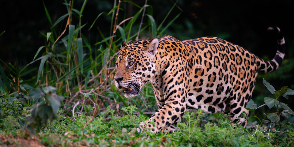 Jaguar Hunting print