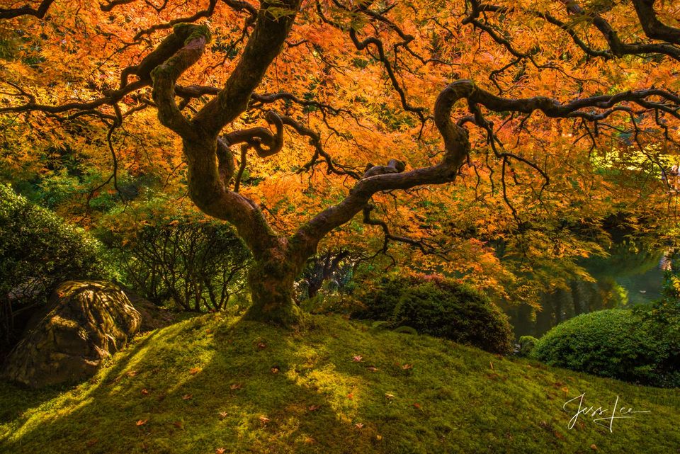 Tree Photography Print Japanese Maple Tree in Fall orange color 