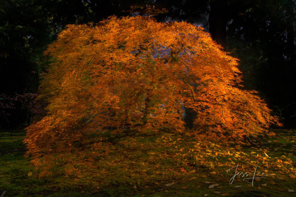 Autumns golden Tree bow print