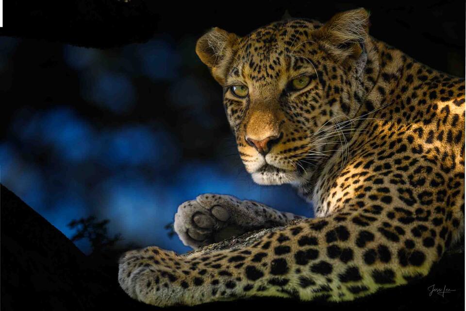 Leopard in the Shadows print