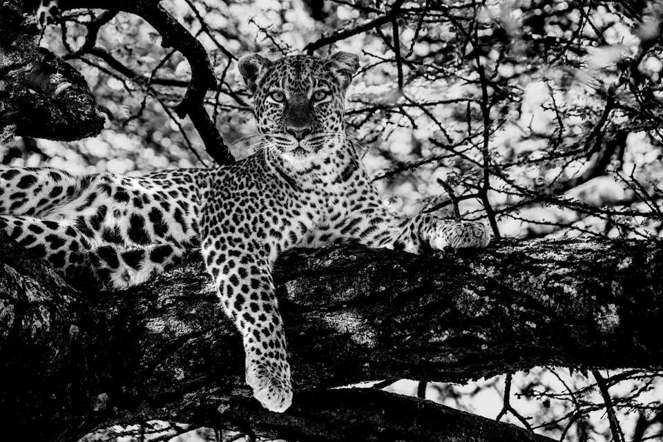 Leopard Waiting for you