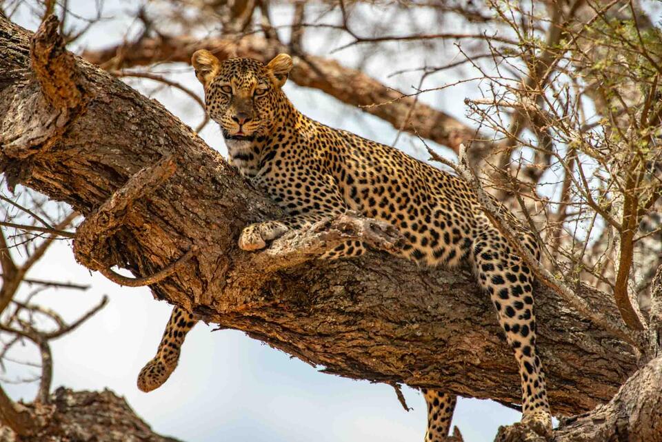 Leopard on a limb