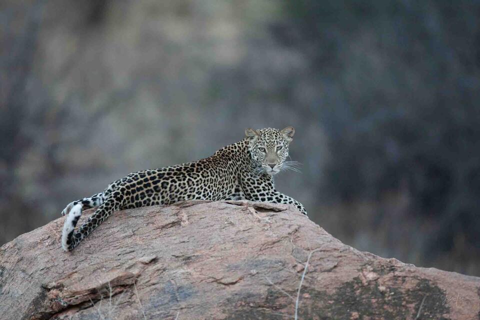 Leopard Kitten print