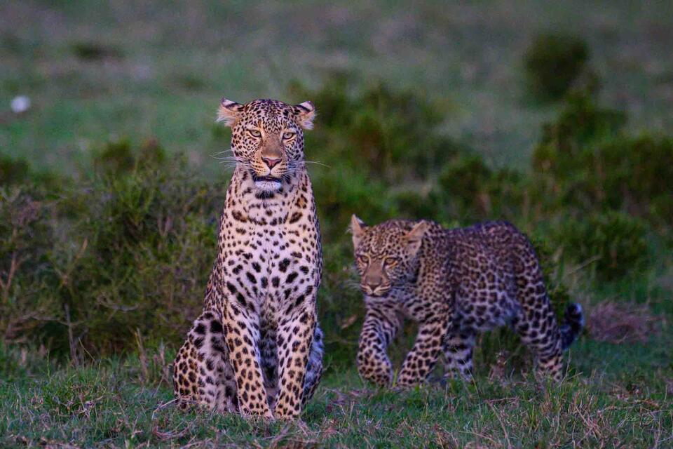 Leopard Mom and Cub print