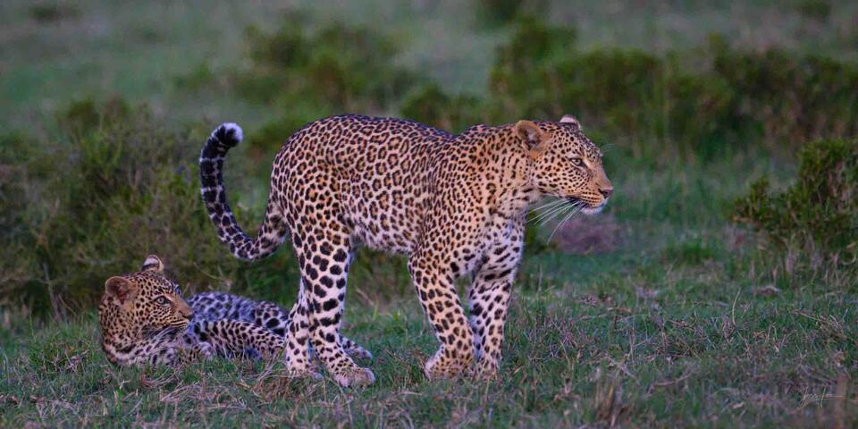 Leopard mom on defense.