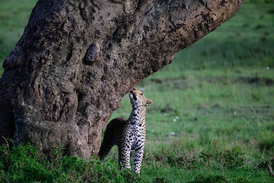 Leopard Catching the scent