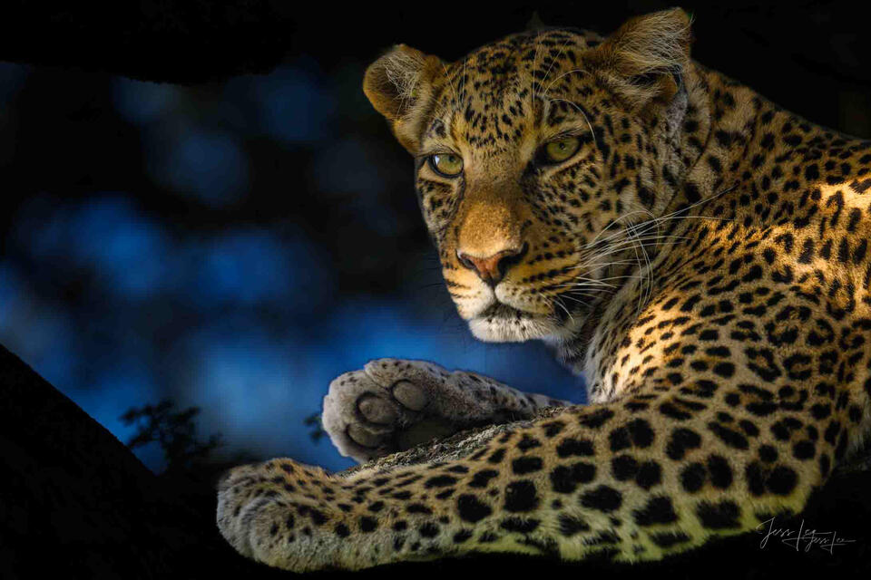  Leopard Photos,  Wild Cat Photography Pictures, Prints 