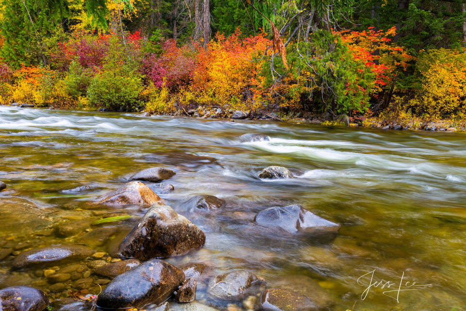 Autumn color lining the banks of a small creek in Washington fall color creek.