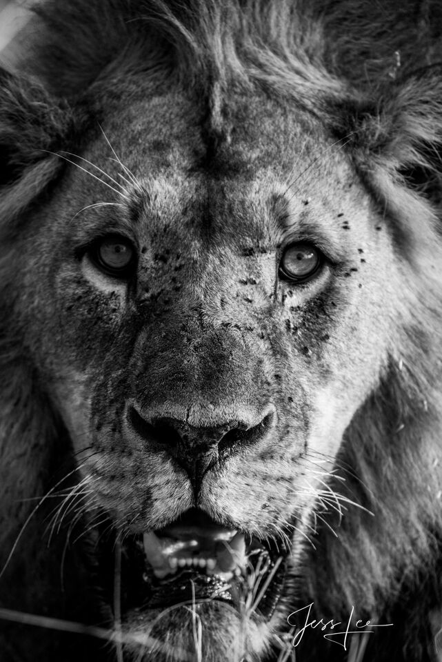African Lion print