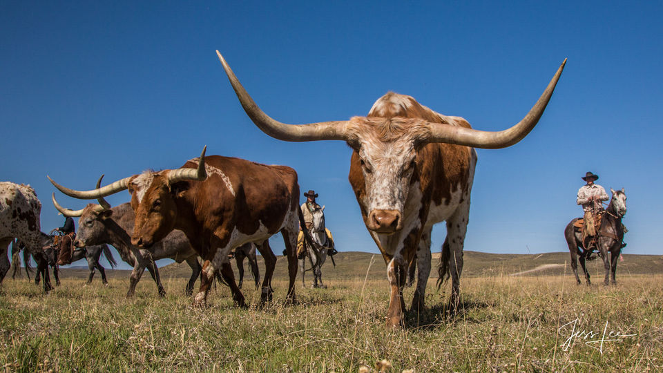 Howdy | Longhorn coming to get his picture taken! print