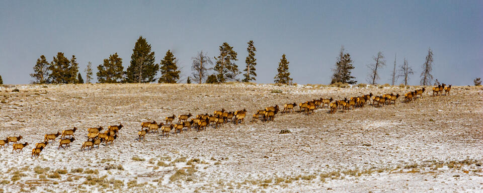 Migration print