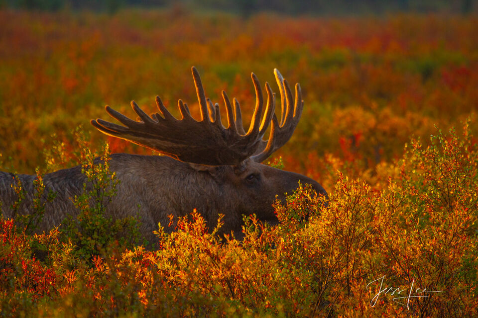 First Light on the Tundra | Alaska Moose print