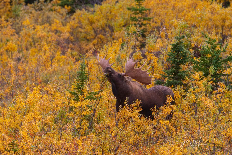 Life in the Willows | Alaska Moose print