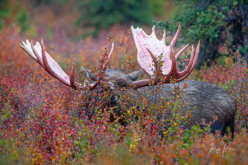 Moose antlers peeking over the cover of brush in Denali National Park 