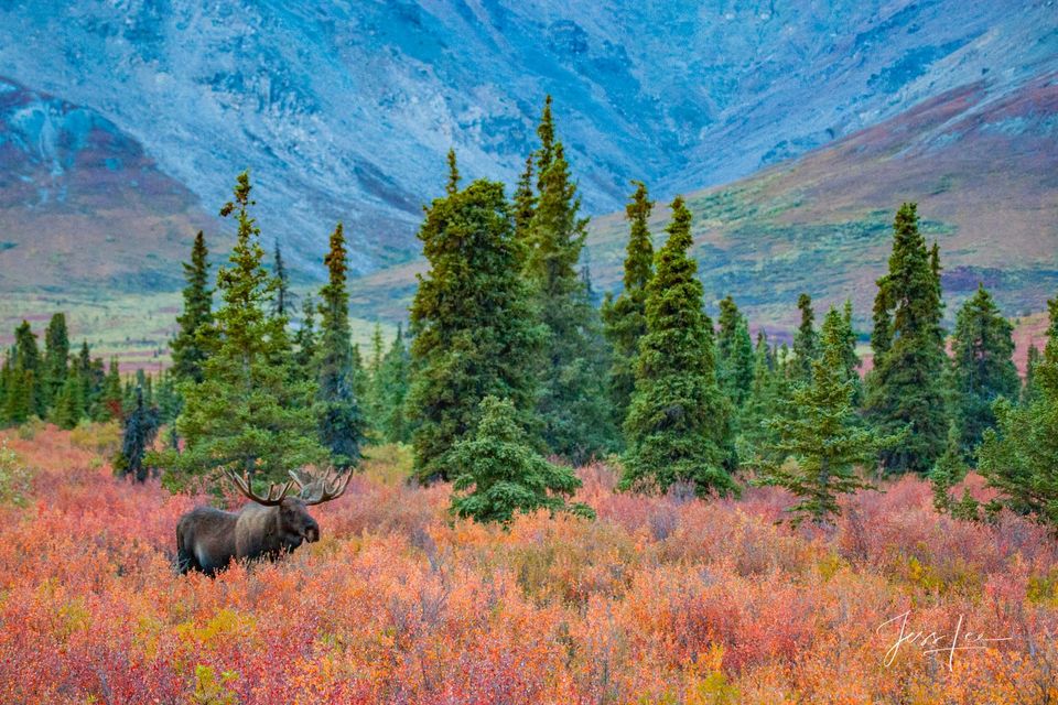 A lone moose exploring in the Alaskan tundra during autumn. 